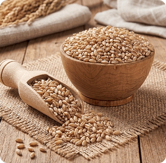 Kodhumai (Wheat)