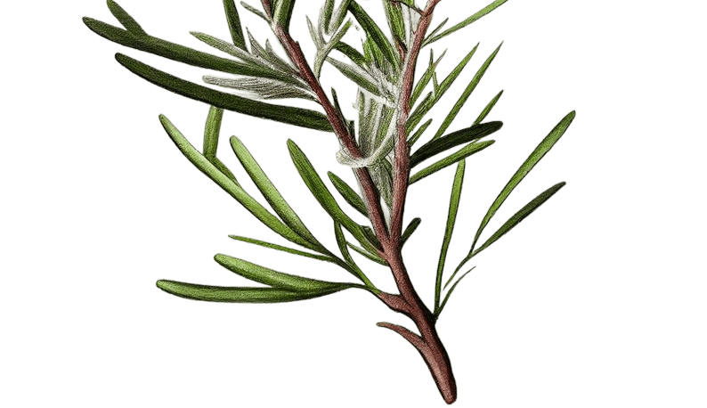 Natural Siddha ingredients