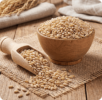 Barley